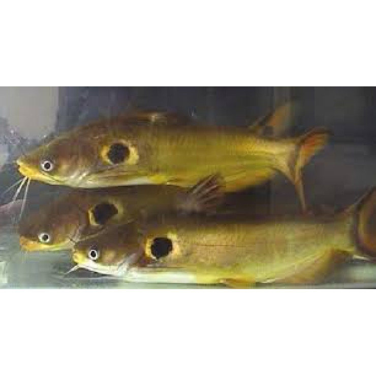 Cleaned Sun / Yellow Cat Fish Small / Manja koori - 400gm